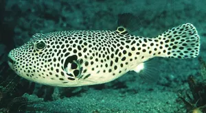 Dogface Puffer (Arothron stellatus)